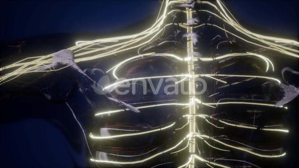 Anatomy of Human Brain - Download Videohive 22008249