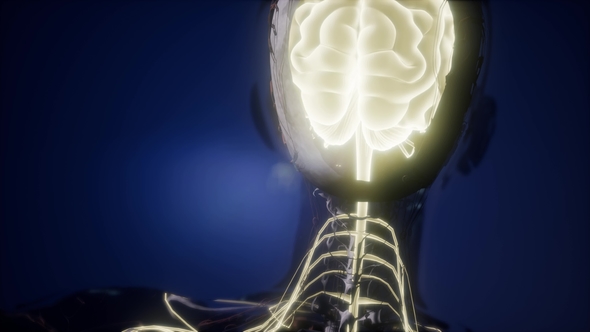 Anatomy of Human Brain - Download Videohive 22008249