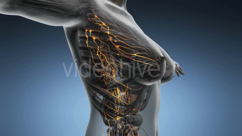 Anatomy Of Woman Limphatic System - Download Videohive 18535479