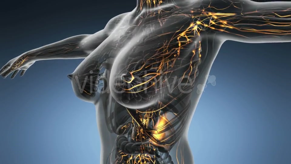 Anatomy Of Woman Limphatic System - Download Videohive 18535479