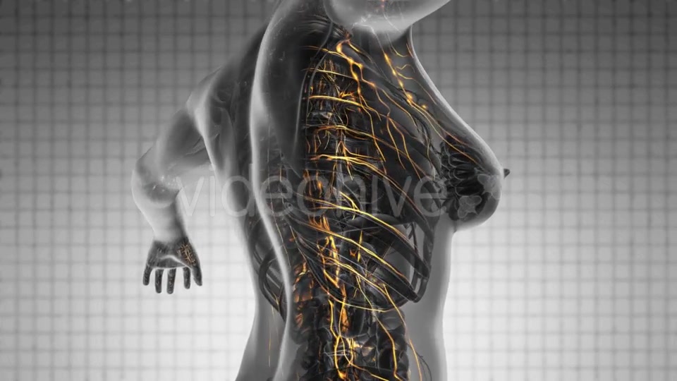 Anatomy Of Woman Limphatic System - Download Videohive 18535490