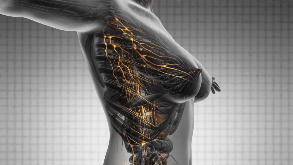 Anatomy Of Woman Limphatic System - Download Videohive 18535490