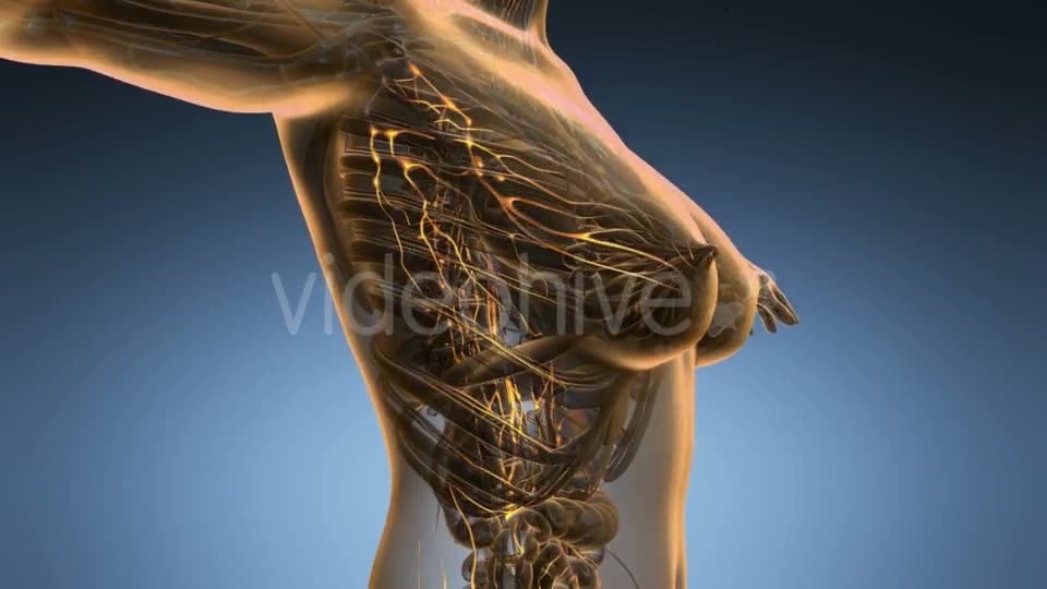 Anatomy of Woman Limphatic System - Download Videohive 19011345