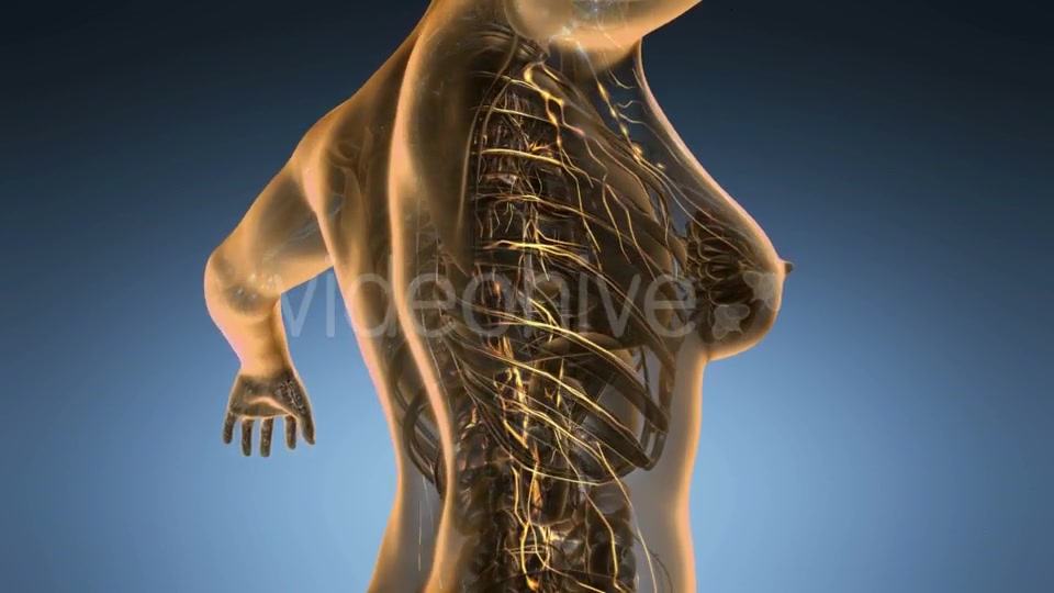 Anatomy of Woman Limphatic System - Download Videohive 19011345