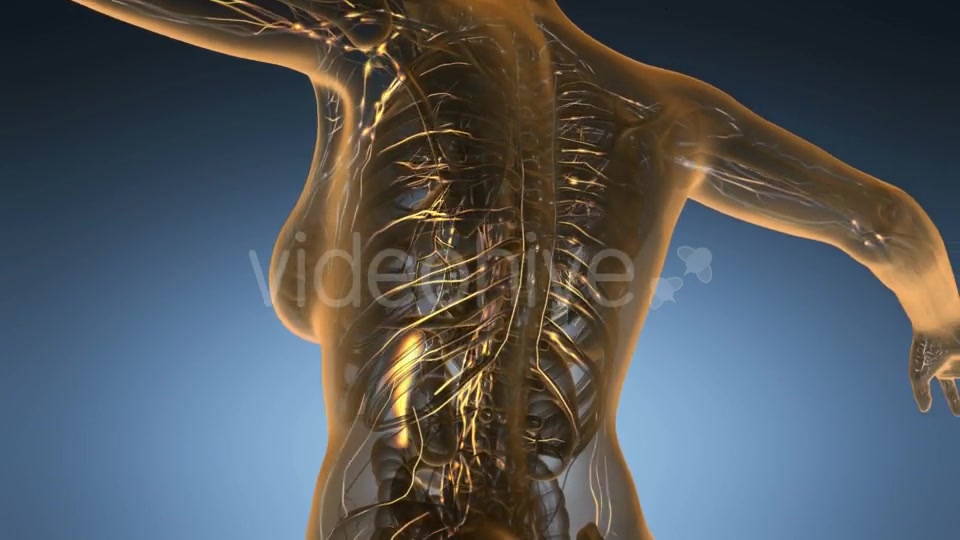 Anatomy of Woman Limphatic System - Download Videohive 19011345