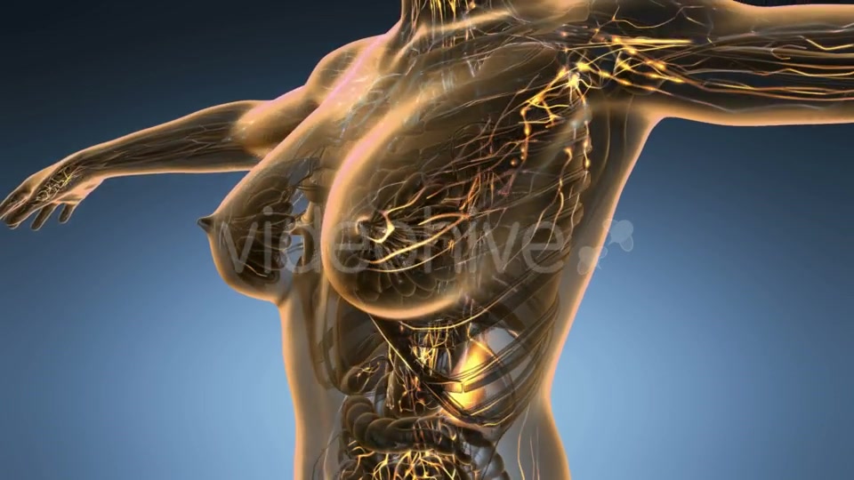 Anatomy of Woman Limphatic System - Download Videohive 19011345