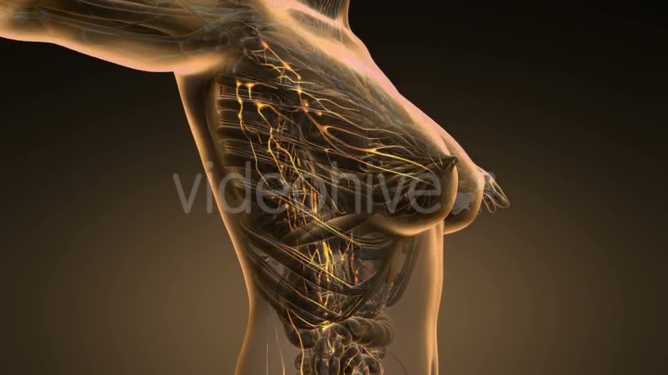 Anatomy of Woman Limphatic System - Download Videohive 19989670