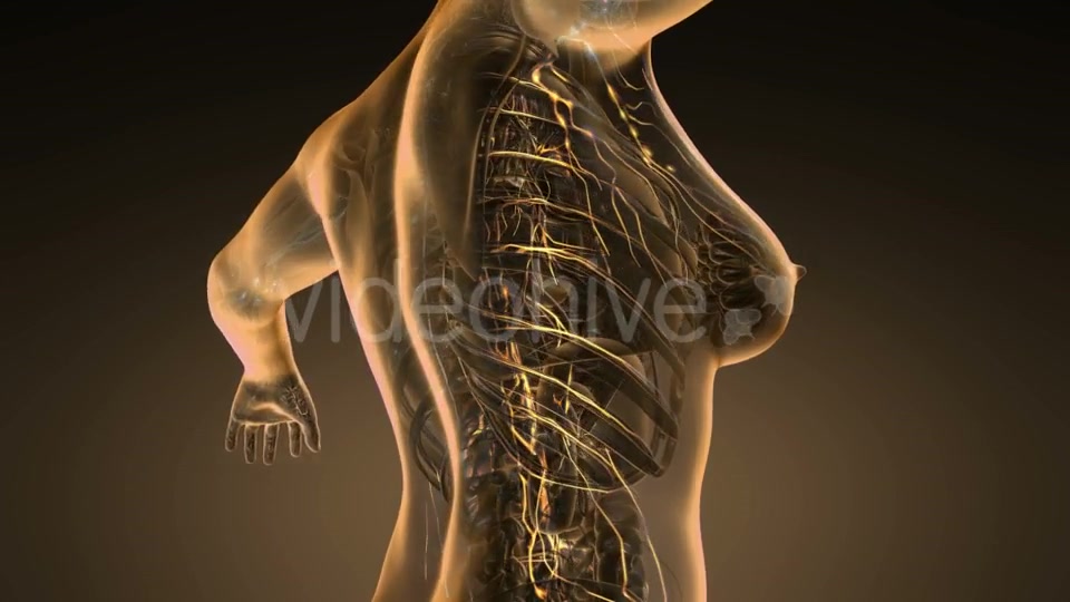 Anatomy of Woman Limphatic System - Download Videohive 19989670