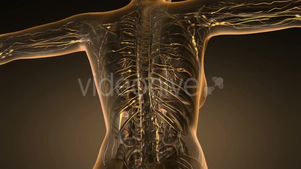 Anatomy of Woman Limphatic System - Download Videohive 19989670