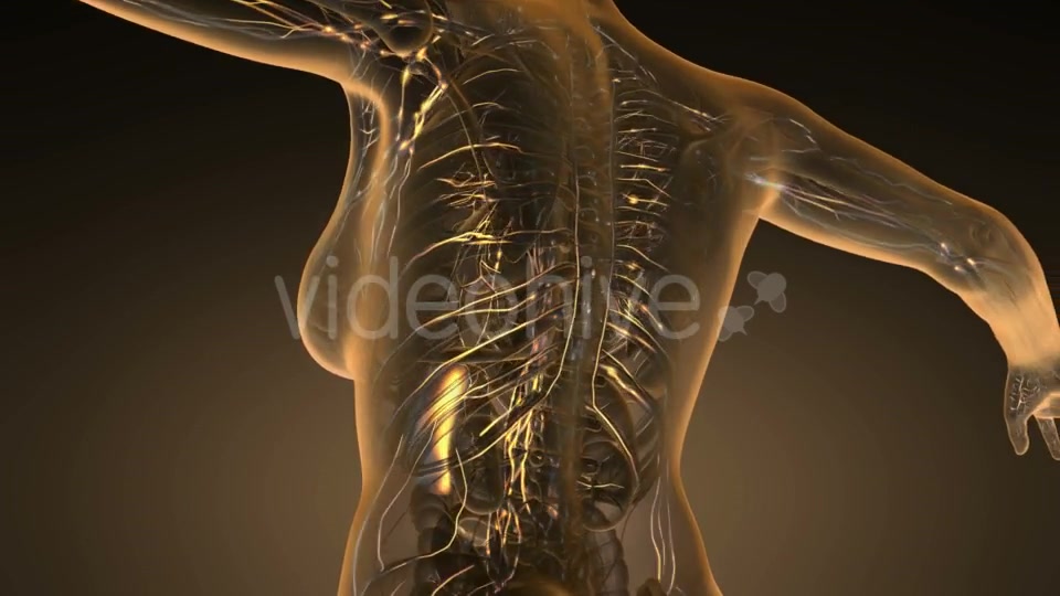 Anatomy of Woman Limphatic System - Download Videohive 19989670