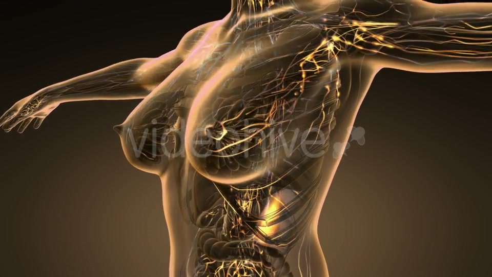 Anatomy of Woman Limphatic System - Download Videohive 19989670