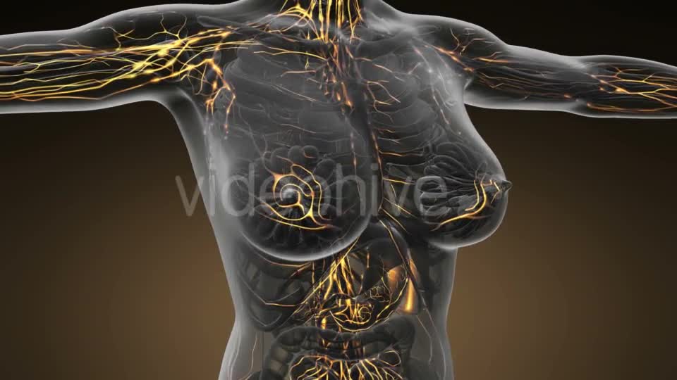 Anatomy of Woman Limphatic System - Download Videohive 20011095