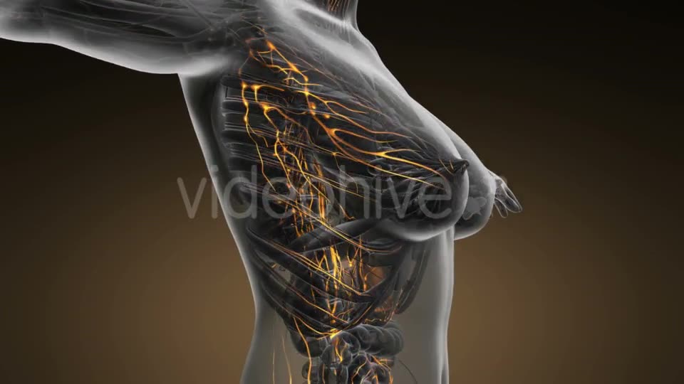 Anatomy of Woman Limphatic System - Download Videohive 20011095