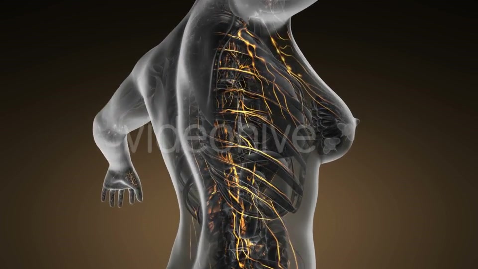 Anatomy of Woman Limphatic System - Download Videohive 20011095