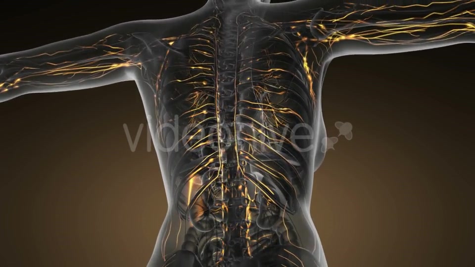 Anatomy of Woman Limphatic System - Download Videohive 20011095