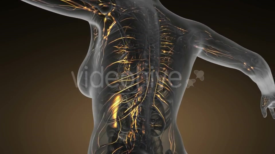 Anatomy of Woman Limphatic System - Download Videohive 20011095
