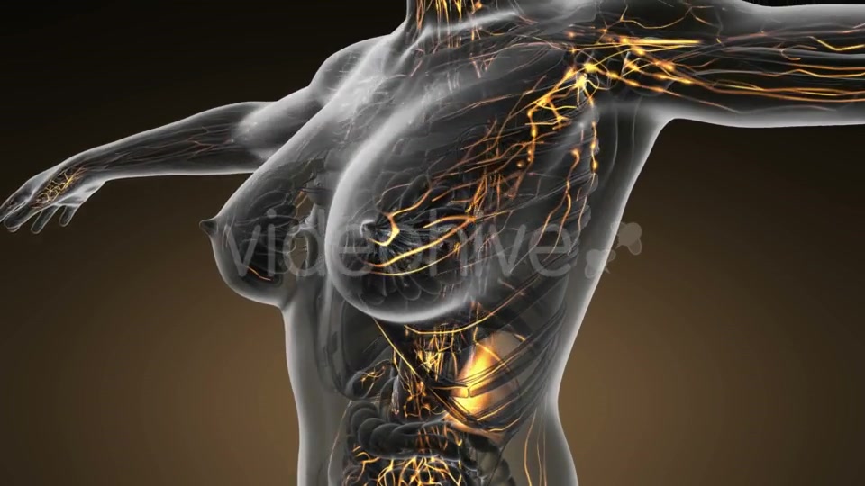 Anatomy of Woman Limphatic System - Download Videohive 20011095