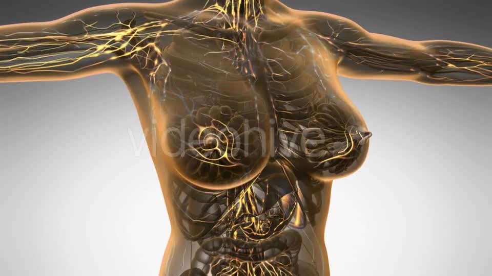 Anatomy of Woman Limphatic System - Download Videohive 20624953