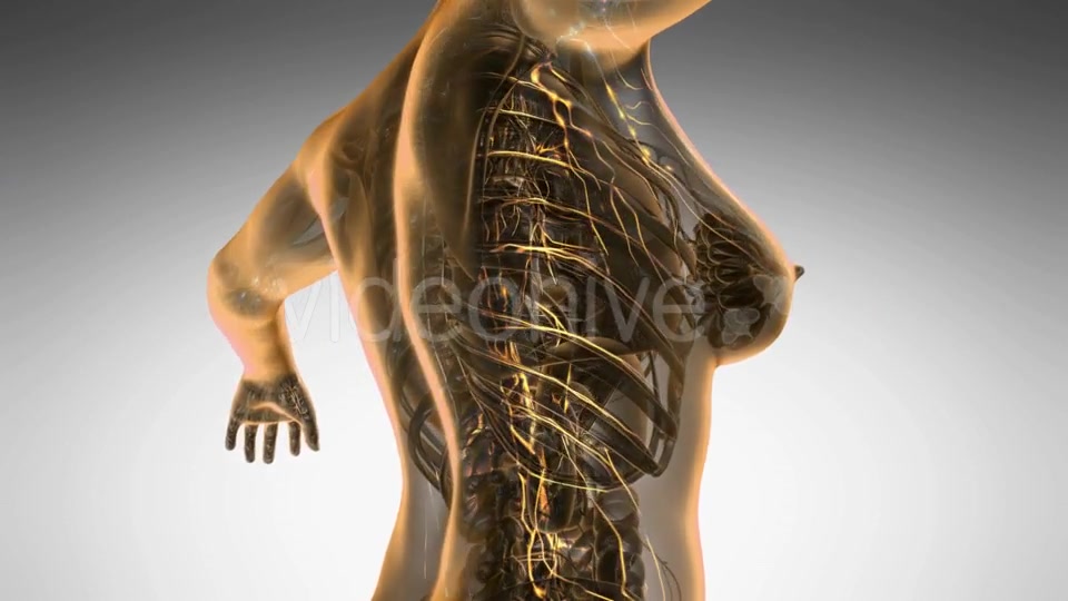 Anatomy of Woman Limphatic System - Download Videohive 20624953