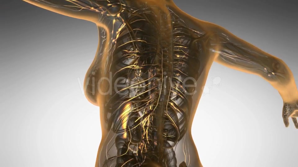 Anatomy of Woman Limphatic System - Download Videohive 20624953