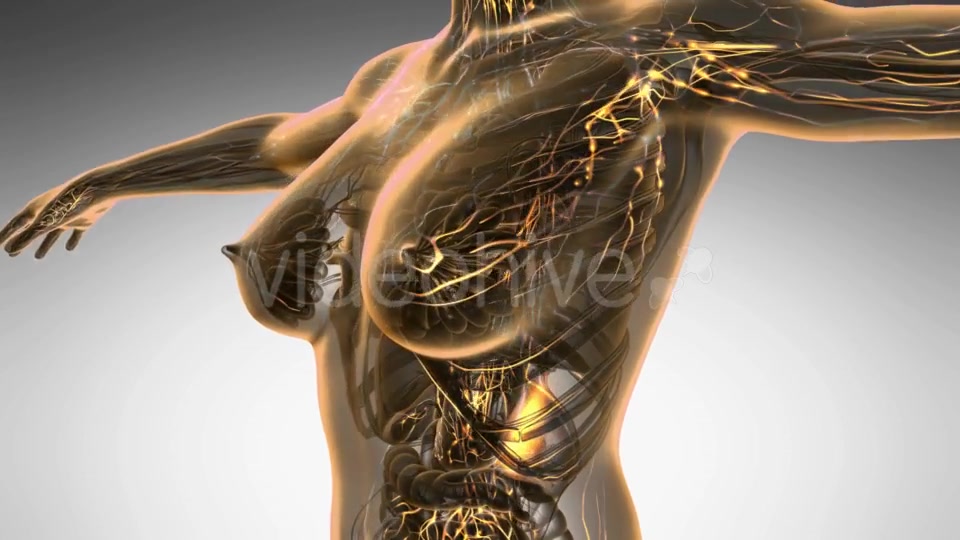 Anatomy of Woman Limphatic System - Download Videohive 20624953