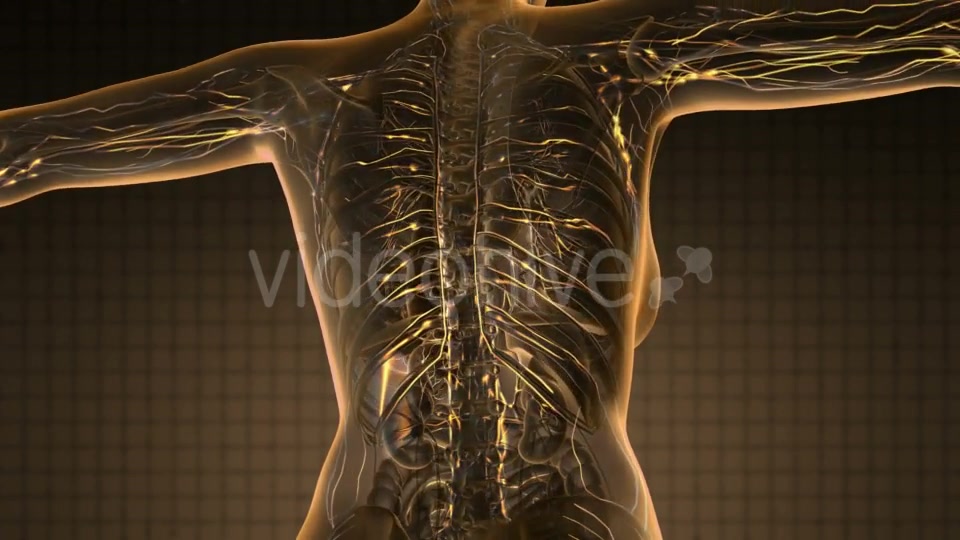 Anatomy of Woman Limphatic System - Download Videohive 20734213