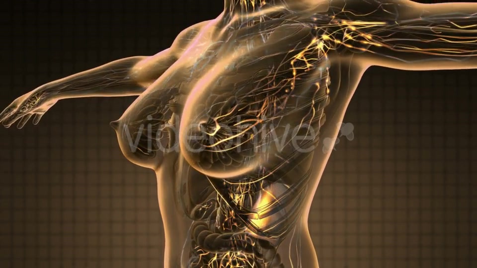 Anatomy of Woman Limphatic System - Download Videohive 20734213