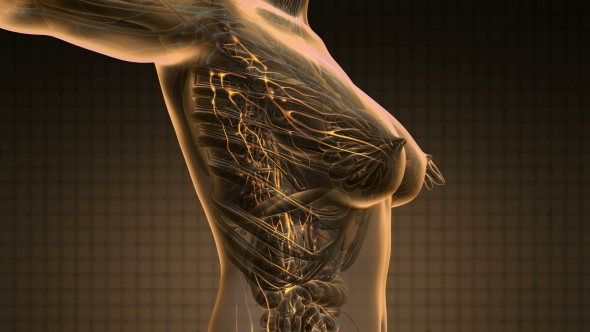 Anatomy of Woman Limphatic System - Download Videohive 20734213