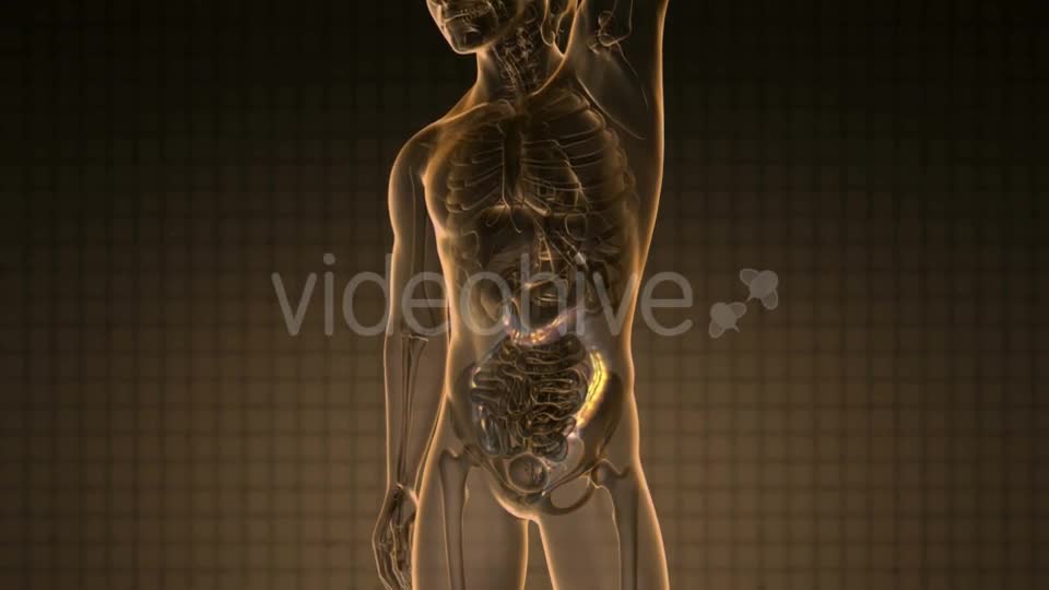 Anatomy Scan Of Human Colon - Download Videohive 18483289