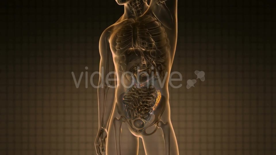 Anatomy Scan Of Human Colon - Download Videohive 18483289