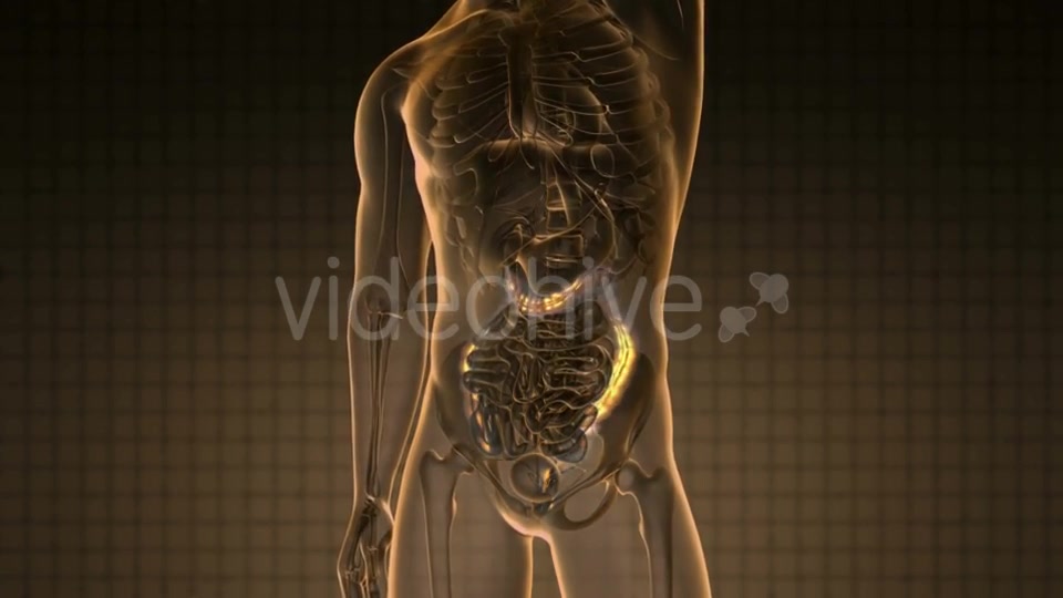 Anatomy Scan Of Human Colon - Download Videohive 18483289