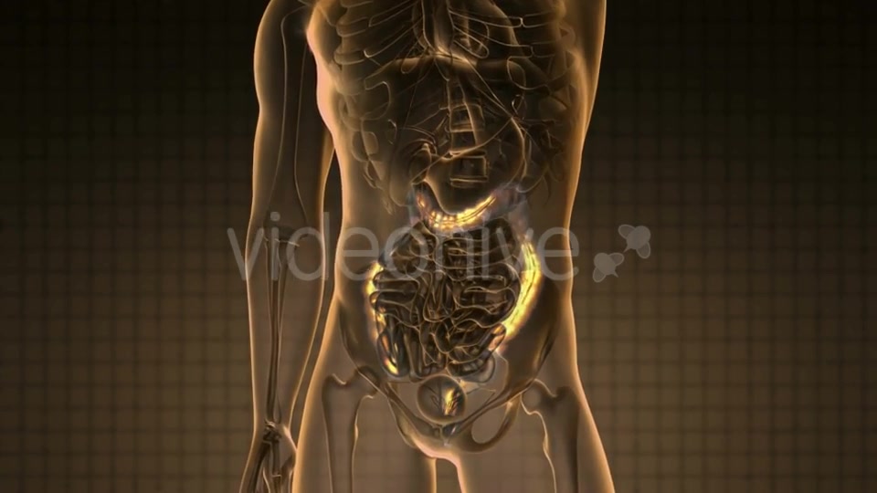 Anatomy Scan Of Human Colon - Download Videohive 18483289