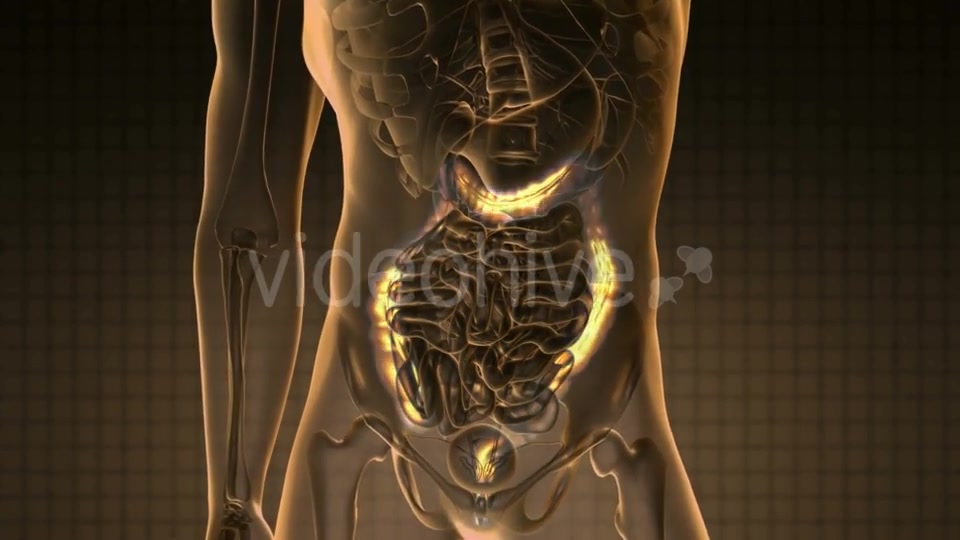 Anatomy Scan Of Human Colon - Download Videohive 18483289