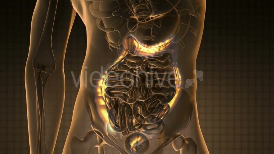 Anatomy Scan Of Human Colon - Download Videohive 18483289