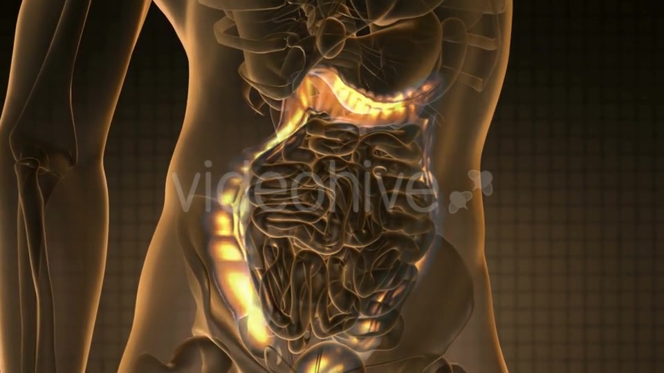 Anatomy Scan Of Human Colon - Download Videohive 18483289