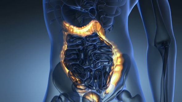 Anatomy Scan Of Human Colon - Download Videohive 18535588