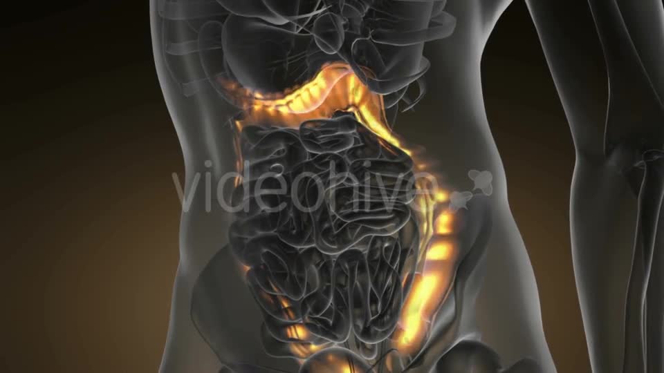 Anatomy Scan of Human Colon - Download Videohive 19109479