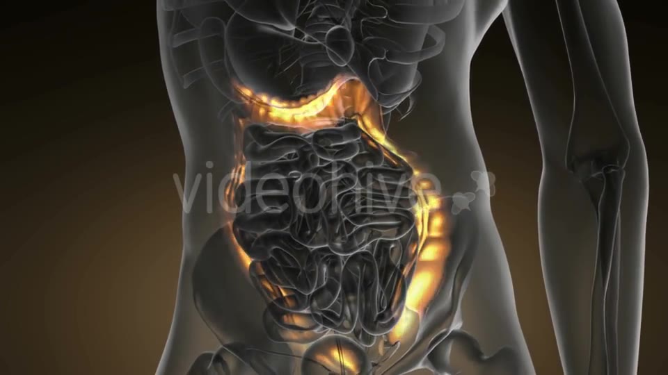 Anatomy Scan of Human Colon - Download Videohive 19109479