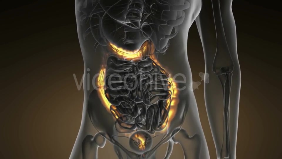 Anatomy Scan of Human Colon - Download Videohive 19109479