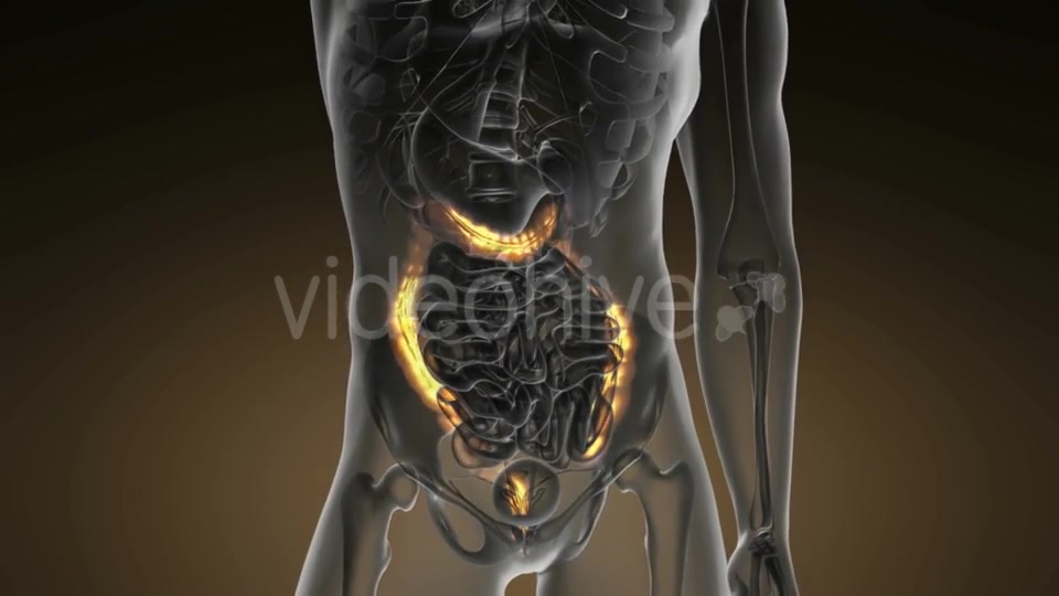 Anatomy Scan of Human Colon - Download Videohive 19109479