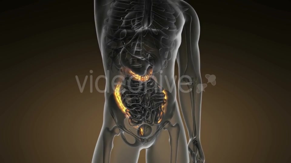 Anatomy Scan of Human Colon - Download Videohive 19109479