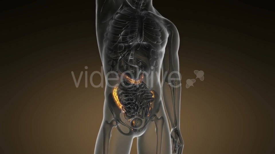 Anatomy Scan of Human Colon - Download Videohive 19109479