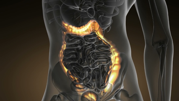 Anatomy Scan of Human Colon - Download Videohive 19109479