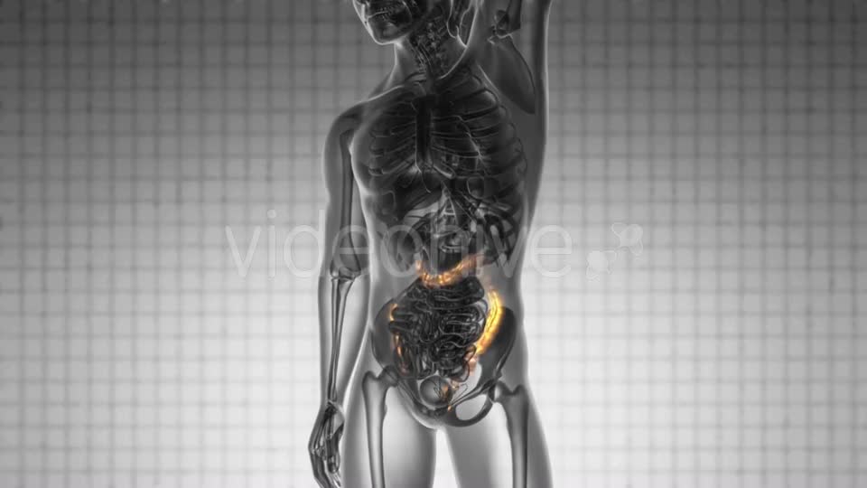 Anatomy Scan of Human Colon - Download Videohive 19576464