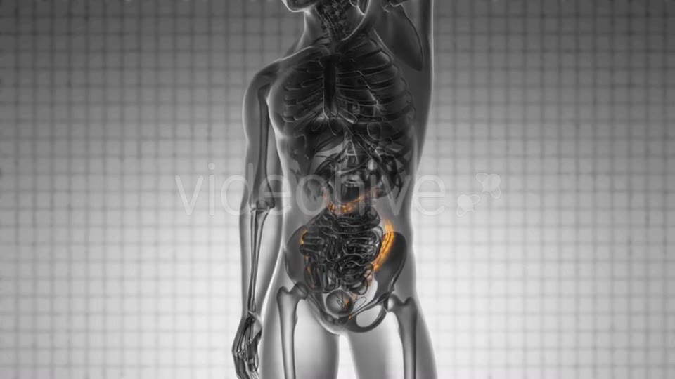 Anatomy Scan of Human Colon - Download Videohive 19576464