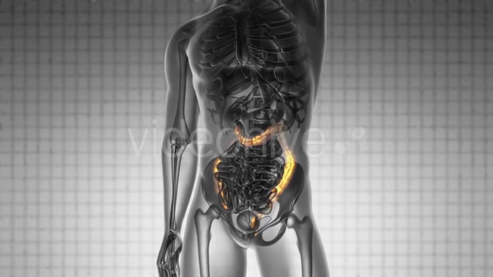 Anatomy Scan of Human Colon - Download Videohive 19576464