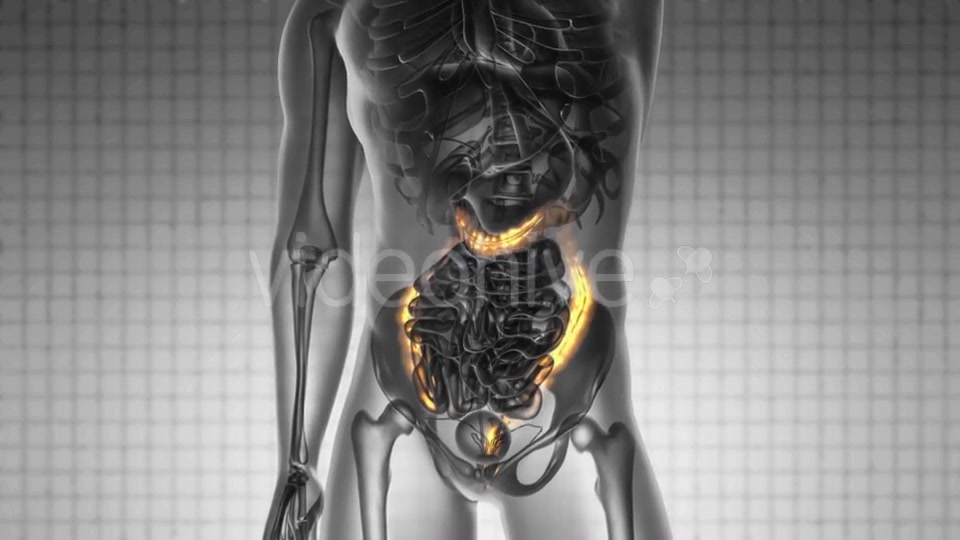 Anatomy Scan of Human Colon - Download Videohive 19576464