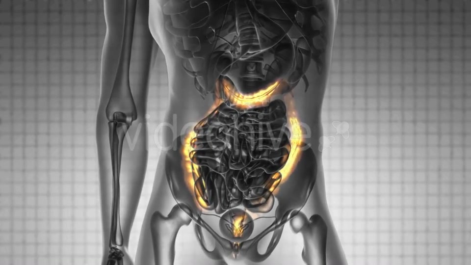 Anatomy Scan of Human Colon - Download Videohive 19576464