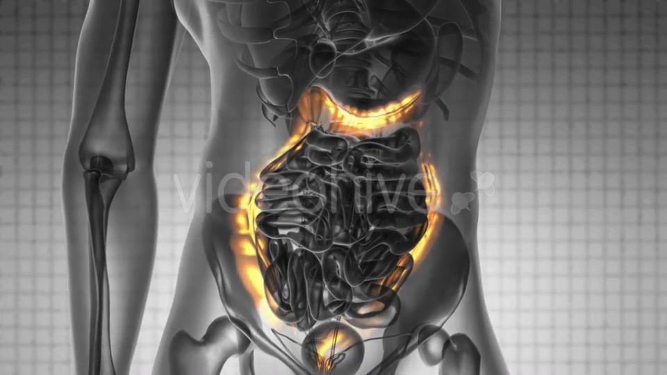 Anatomy Scan of Human Colon - Download Videohive 19576464