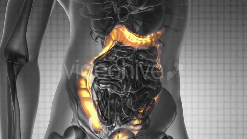Anatomy Scan of Human Colon - Download Videohive 19576464